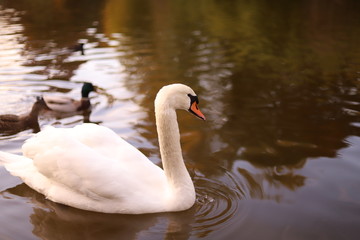 Naklejka na ściany i meble swan on lake