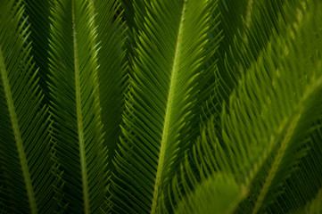 Naklejka na ściany i meble Green young palm leaves. Green floral background. Exotic plants. Only nature.