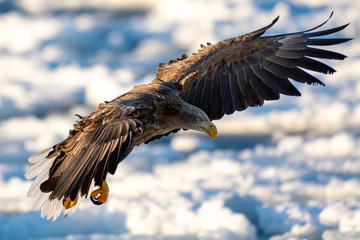 Sea Eagles in Rausu Hokkaido Japan