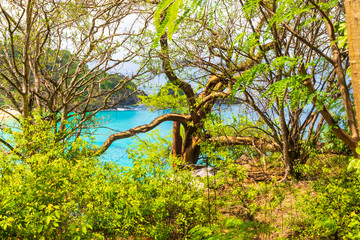 Mooie boom in de buurt van Baia do Sancho in Fernando de Noronha, Brazilië, wordt consequent gerangschikt als een van & 39 s werelds beste stranden