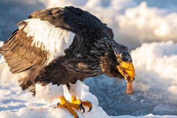 Sea Eagles in Rausu Hokkaido Japan