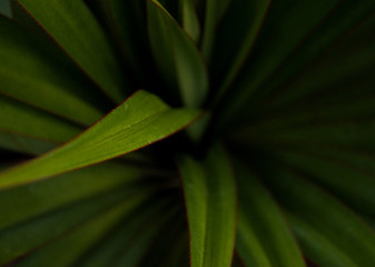 Green young palm leaves. Green floral background. Exotic plants. Only nature.