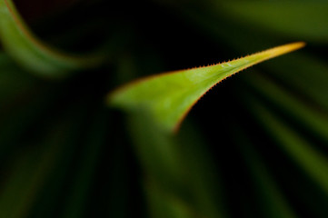 Green young palm leaves. Green floral background. Exotic plants. Only nature.