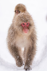 Japanese Snow Monkey
