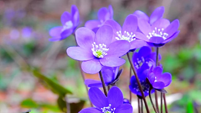 Close up, Liverwort Spring Flower
