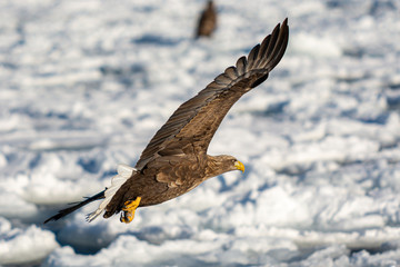 Sea Eagles in Rausu Hokkaido Japan