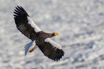 Sea Eagles in Rausu Hokkaido Japan