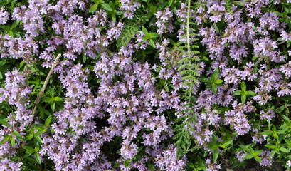 Obraz premium Summer among wild grasses blooms thyme