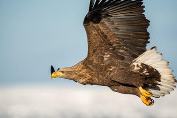 Sea Eagles in Rausu Hokkaido Japan