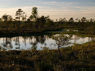 spring landscape in the swamp.  small swamp lakes, mosses and swamp pines.  before sunset