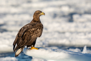 Sea Eagles in Rausu Hokkaido Japan