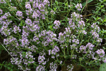 Summer among wild grasses blooms thyme
