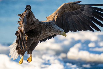 Sea Eagles in Rausu Hokkaido Japan