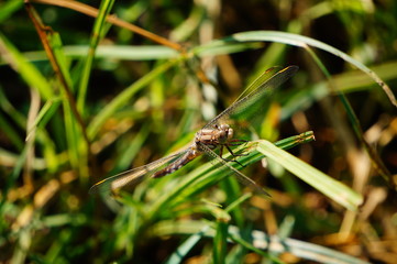 dragonfly on a leaf
