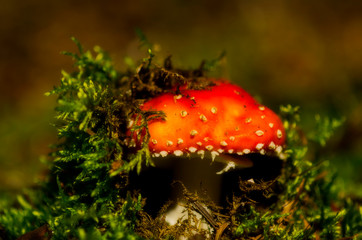 red fly agaric mushroom