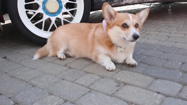 portrait of sad cute emotional yellow dog corgi wearing kerchief and collar in shape of bone, lying thoughtfully on floor near car wheel. Funny sleepy doggy face.