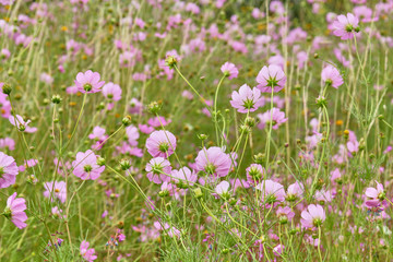 Obraz na płótnie Canvas landscape flowers in color pink