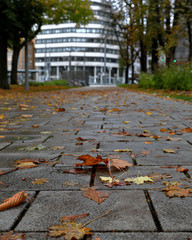 Augsburg street with fallen leaves - obrazy, fototapety, plakaty