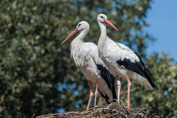 Two storks on a huge nest .