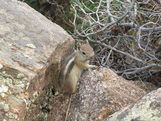 Squirrel in Royal Gorge