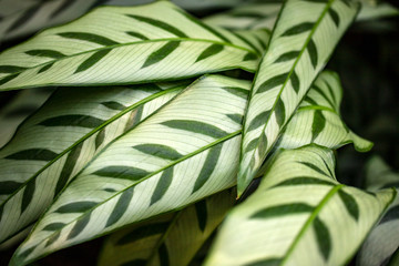 Naklejka na ściany i meble Close-up of marantaceae calathea leopardina evergreen leaves