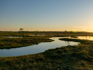 spring landscape in the swamp.  small swamp lakes, mosses and swamp pines.  small island of swamp water and beautiful reflections