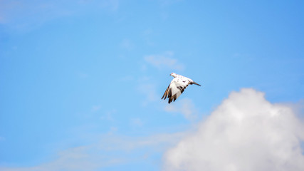 bird in the sky