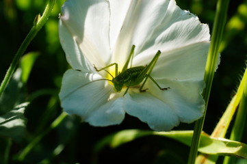 grasshopper on flower