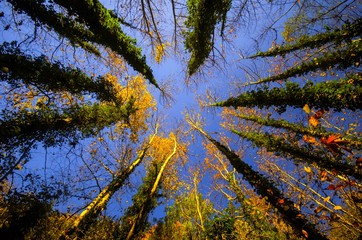 autumn in the forest
