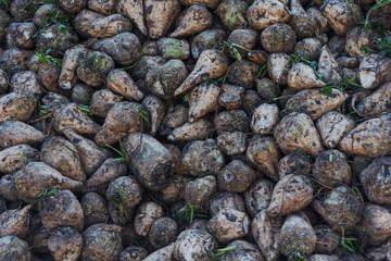 Fototapeta na wymiar Harvesting of sugar beet on agricultural lands of Ukraine