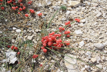 red berries  on grass