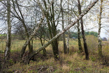 birches on a cool autumn day