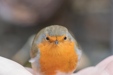 close up of European Robin bird in orange color on the breast on the man hand without any fear and climb.  
