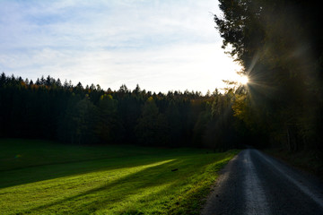 Sun shine in a forest, with meadow and a pathway