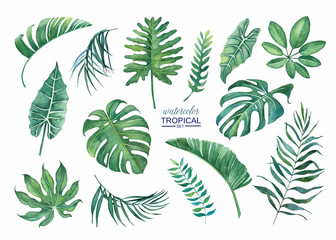 Fototapeta na wymiar Tropical set of palm leaves, etc., for design and decoration, for printing.