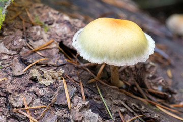 Small gilled mushroom on a log in a forest in Oregon.