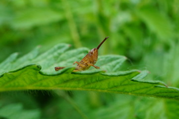 grasshopper on a leaf