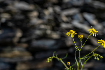rock formations on rheinsteig trail in the middle rhine valley, germany