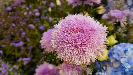 pink flower and Multi Color flower background,