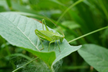 grasshopper on a green leaf