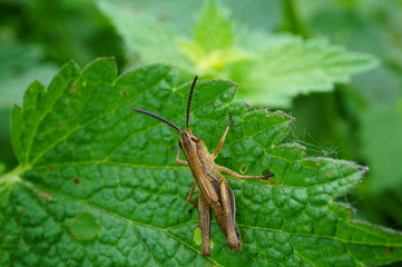 grasshopper on a leaf