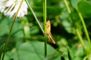 grasshopper on a green leaf