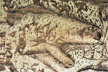 Detalle del tronco de un arbol grabado con marcas, textura