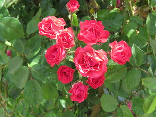 roses in the garden