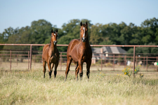 Young Curious Horses 