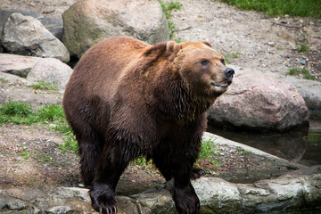 brown bear