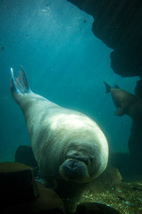 Huge seal diving deep in a cave with deep blue water and sun light reflections and dark stones. 