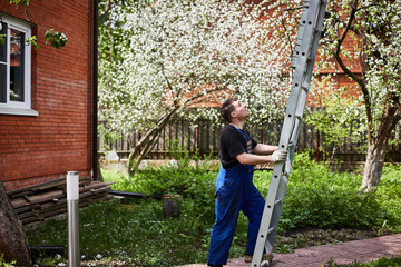 gardener man puts a ladder to a tree to trim the trees. The farm.