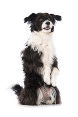 Cute little dog to sit up and beg isolated on white background