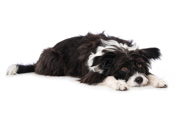 Chinese crested powderpuff dog isolated on white